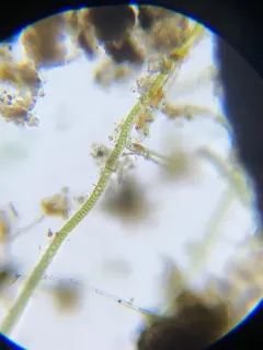 Stigonema tomentosum thumbnail 2