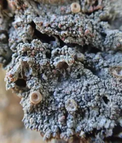 Double-Rimmed Saucer Lichen thumbnail 2