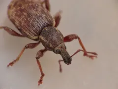Lepidophorus inquinatus thumbnail 2