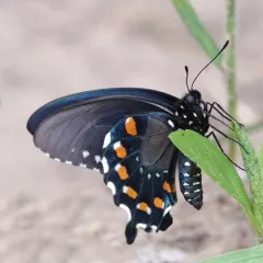 Pipevine Swallowtail thumbnail 2