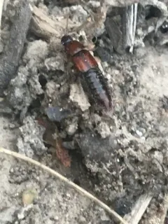 Tachinus elongatus thumbnail 4