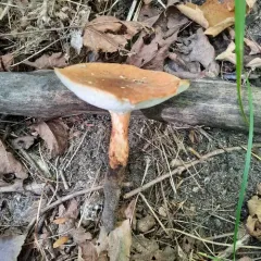 Rooting Polypore thumbnail 2