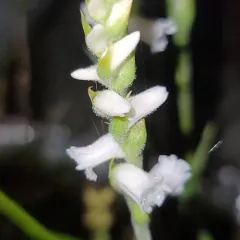 Appalachian ladies’ tresses thumbnail 2