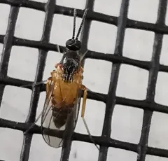 Mycetobia divergens thumbnail 2