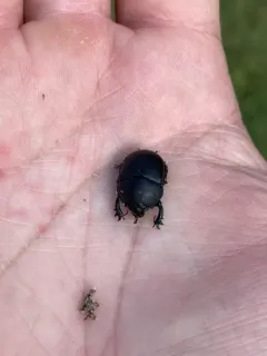 Opaque Earth-boring Beetle thumbnail 3