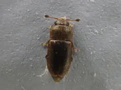 Epuraea planulata thumbnail 3