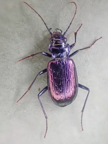 Nebria metallica
