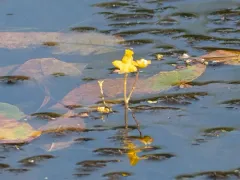 Utricularia tenuicaulis thumbnail 3