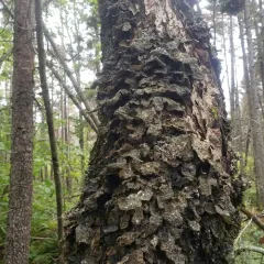 Textured Lung Lichen thumbnail 4