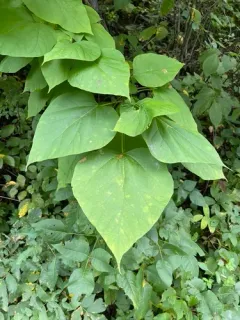 Chinese catalpa thumbnail 1