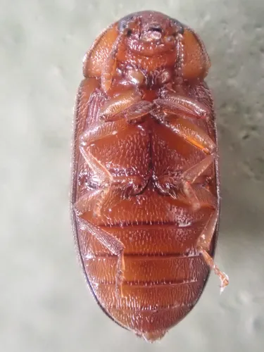 Tetratoma concolor