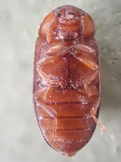 Tetratoma concolor thumbnail 1