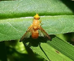 Icterica circinata thumbnail 3