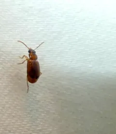Perigona nigriceps thumbnail 3