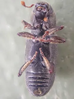 Hylastes gracilis thumbnail 1