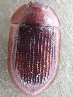 Peltis septentrionalis thumbnail 4