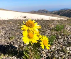 Alpine Sunflower thumbnail 4