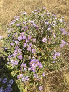 Jessica's Aster thumbnail 2