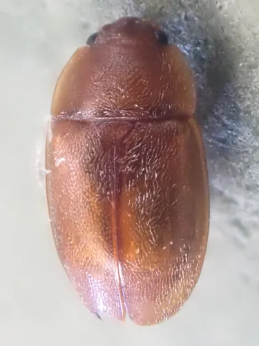 Epuraea aestiva