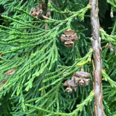 Lawson's cypress thumbnail 4