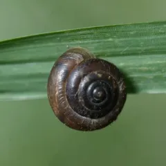 Hairy Snail thumbnail 2