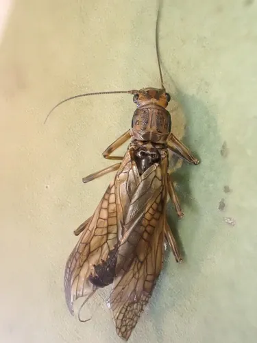 Laramide Springfly