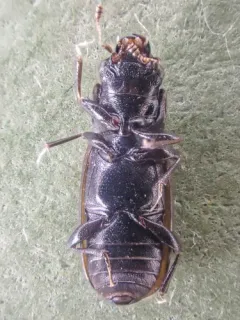 Glischrochilus confluentus thumbnail 1