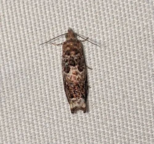 Epinotia albangulana