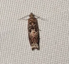 Epinotia albangulana thumbnail 1