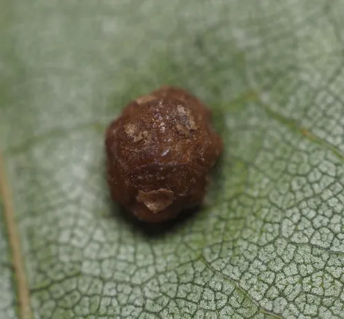 Polystepha globosa