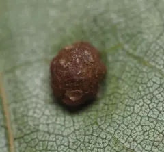 Polystepha globosa thumbnail 1