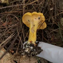 Newfoundland chanterelle thumbnail 4