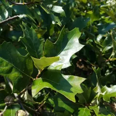 bear oak thumbnail 3