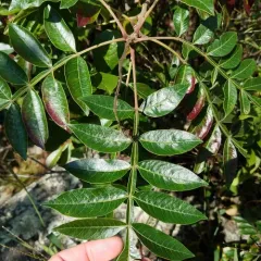 shining sumac thumbnail 2