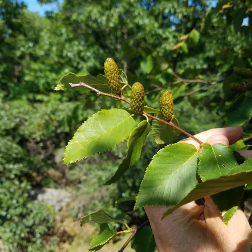 sweet birch