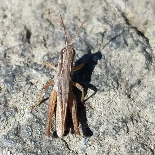 Pasture Locust