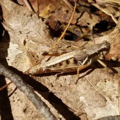 Smith's Spur-throat Grasshopper thumbnail 1