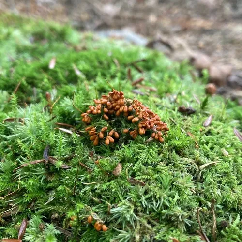 insect-egg slime