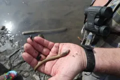 Arctic Lamprey thumbnail 3
