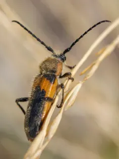 Beautiful Longhorned Beetle thumbnail 4
