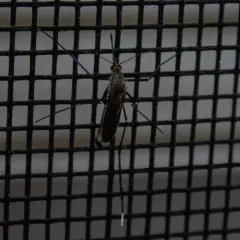 White-footed Woods Mosquito thumbnail 2