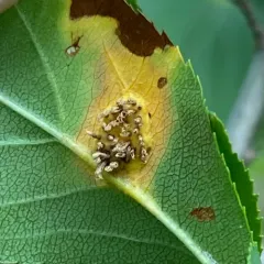 Pear Rust thumbnail 3