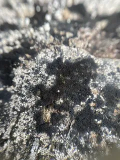 Spilonema maritimum thumbnail 3