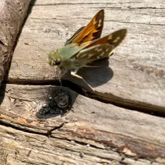 Juba Skipper thumbnail 3