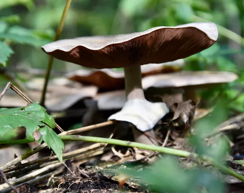 Agaricus kriegeri