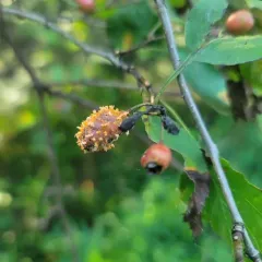 quince rust thumbnail 3