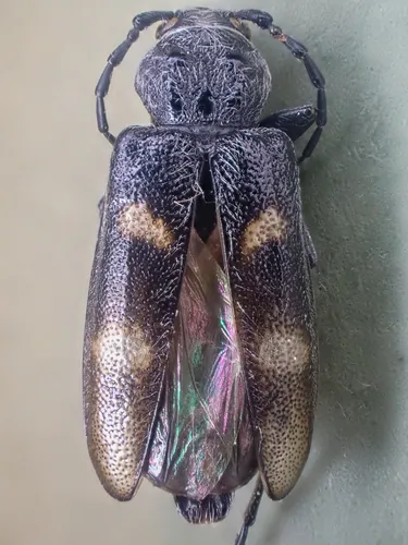Firtree Borer