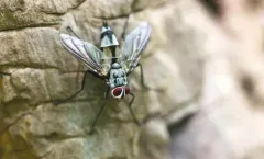 Zelia vertebrata thumbnail 2