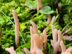 Clavaria rubicundula thumbnail 2