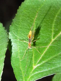 Hymenochaonia delicata thumbnail 2